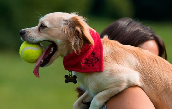 Aplicativos Essenciais para Adestramento de Animais