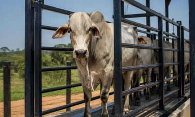 Balança de Gado: Pese com Precisão