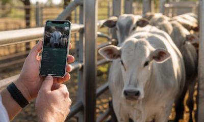 Tecnologia de IA para Análise de Gado Direto do Seu Celular
