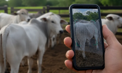 Como Pesar Seu Rebanho pelo iPhone Usando Inteligência Artificial Avançada