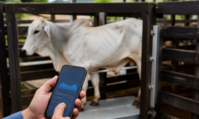 Pesar Gado em Tempo Real Grátis pelo Celular